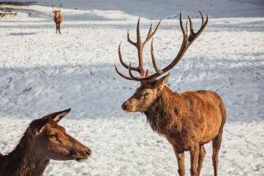 Erkek geyik ve harika kış manzarasında birkaç geyik, ormanın onları beslediği bölgeye geldiler.