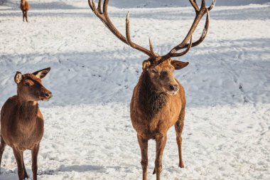 Erkek geyik ve harika kış manzarasında birkaç geyik, ormanın onları beslediği bölgeye geldiler.