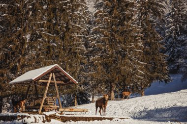 Erkek geyik ve harika kış manzarasında birkaç geyik, ormanın onları beslediği bölgeye geldiler.