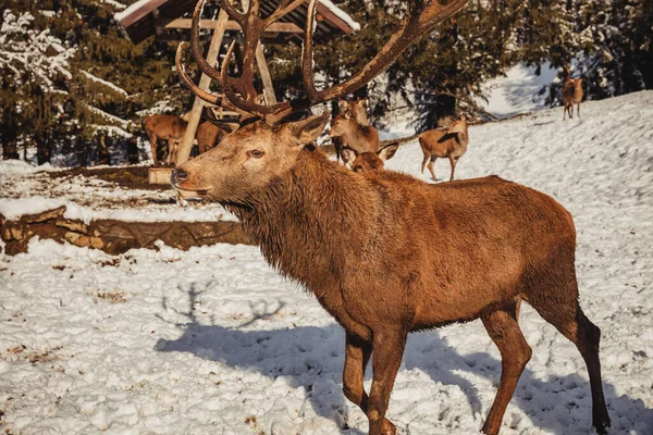 Noble Deer Male Winter Snow Forest Life Wild — Stock Photo, Image