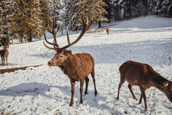 Male Deer Several Deer Wonderful Winter Landscape Came Area Forester — Stock Photo, Image