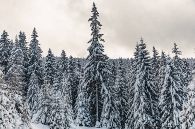 Sıcak güneş ışığı altında kar çam ağaçlarını kapladı. Fantastik dağlık arazi. İnanılmaz kış arkaplanı.