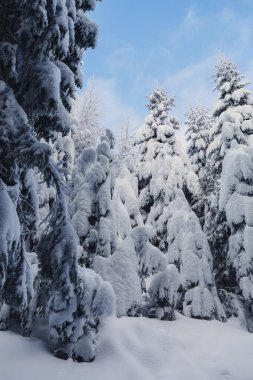 Dağlarda çam ormanları olan kış manzarası. Çok geniş bir kar tabakası.