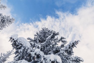 Dağlarda çam ormanları olan kış manzarası. Çok geniş bir kar tabakası.