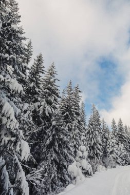 Dağlarda çam ormanları olan kış manzarası. Çok geniş bir kar tabakası.
