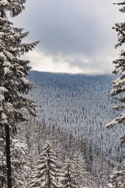 Sıcak güneş ışığı altında kar çam ağaçlarını kapladı. Fantastik dağlık arazi. İnanılmaz kış arkaplanı.