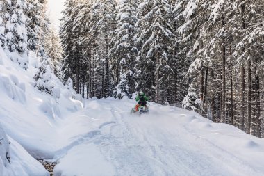 Kar arabasıyla karla kaplı köknar ağacının içinden geçen yalnız bir adam.