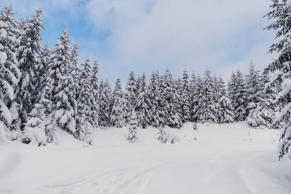 Paesaggio Invernale Con Pineta Sulle Montagne Strato Neve Molto Grande — Foto Stock