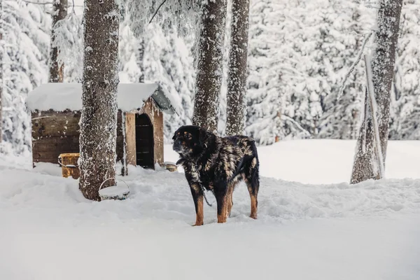 Haushund Winterschnee Käfig Gefesselt — Stockfoto