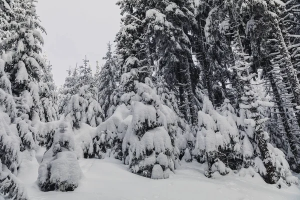 Paesaggio Invernale Con Pineta Sulle Montagne Strato Neve Molto Grande — Foto Stock