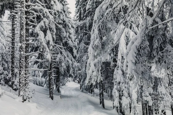 Paesaggio Invernale Con Pineta Sulle Montagne Strato Neve Molto Grande — Foto Stock