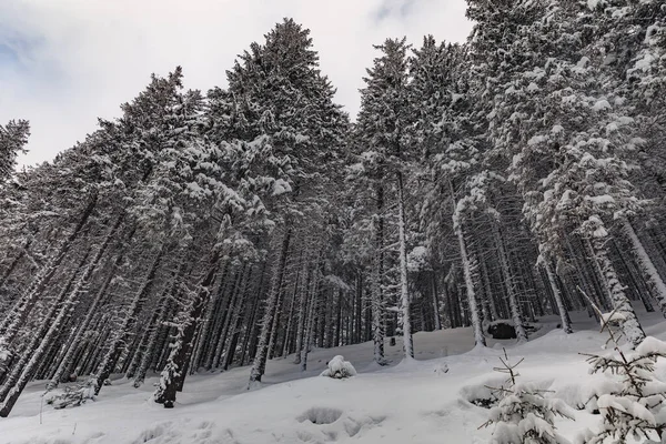 Inverno Gelido Montagna Con Tanta Neve Paesaggio Invernale Favola Nella — Foto Stock