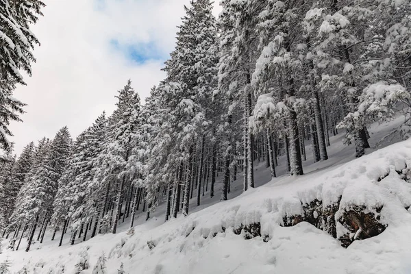 Inverno Gelido Montagna Con Tanta Neve Paesaggio Invernale Favola Nella — Foto Stock