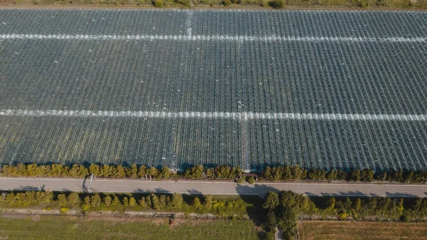 Aerial top view of greenhouse plant. Agronomy, year-round climate control and yield, indoor farming, heat recovery, power consumption and organic plant protection concept. Background image, copy space