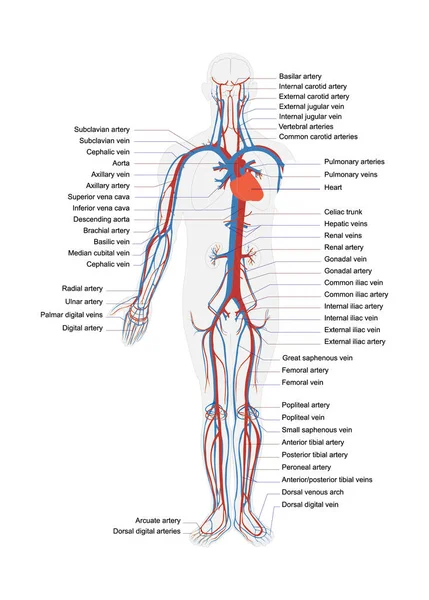 Human Body Artery System Vector Full Caption — Stock Vector