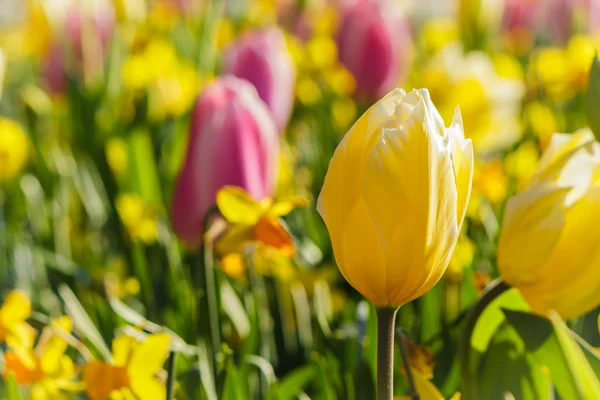 Yellow tulips and blurred flower background — Stock Photo, Image