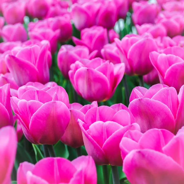 Pink tulips in springtime — Stock Photo, Image