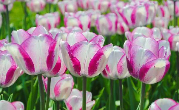 Pink and white tulips in garden — Stock Photo, Image