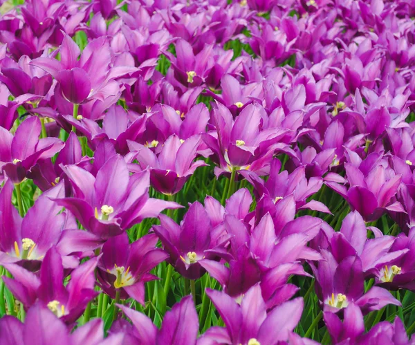 Purple tulips — Stock Photo, Image