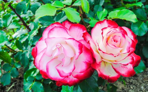 Beautiful roses — Stock Photo, Image