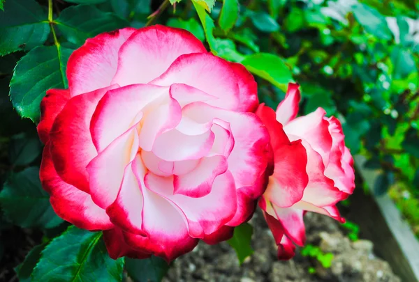 Beautiful roses — Stock Photo, Image