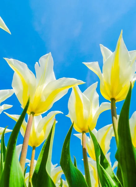 White and yellow tulips — Stock Photo, Image