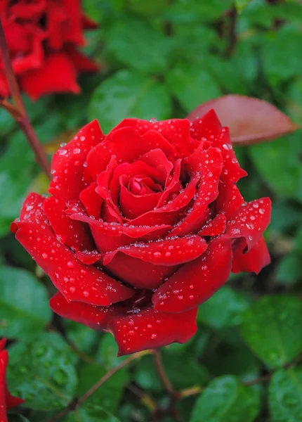 Beautiful red rose — Stock Photo, Image