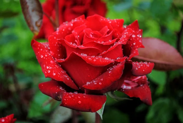 Beautiful red rose — Stock Photo, Image