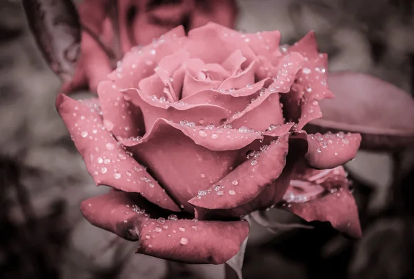 Beautiful rose with rain drops — Stock Photo, Image