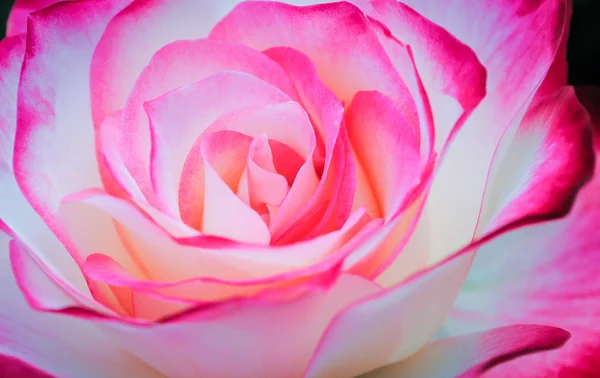 Beautiful pink rose — Stock Photo, Image