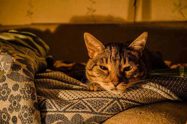 Kedi lambanın loş ışığında kanepede yatıyor ve sıkılmış..