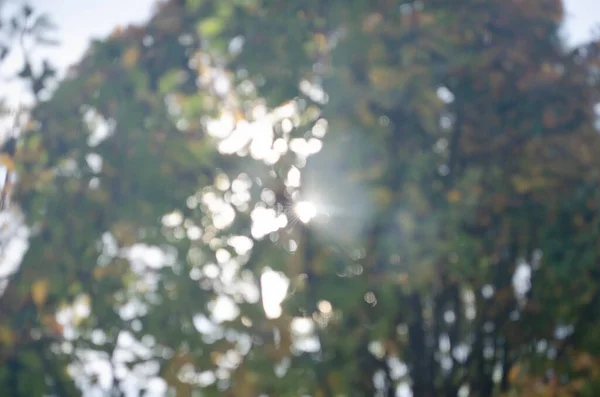 Doğrudan güneş ışığına sahip bir pencereden ağaçların bulanık arkaplanı.