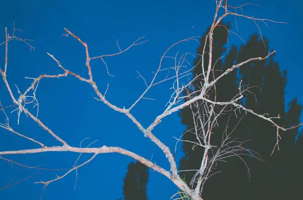 Gecenin karanlığında parlayan ölü bir ağaç..