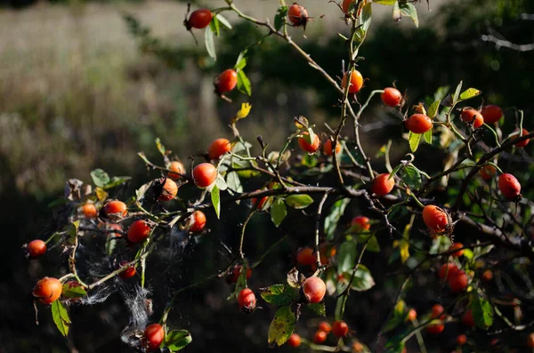 Dalları gölgeye sarılmış örümcek ağlarıyla.