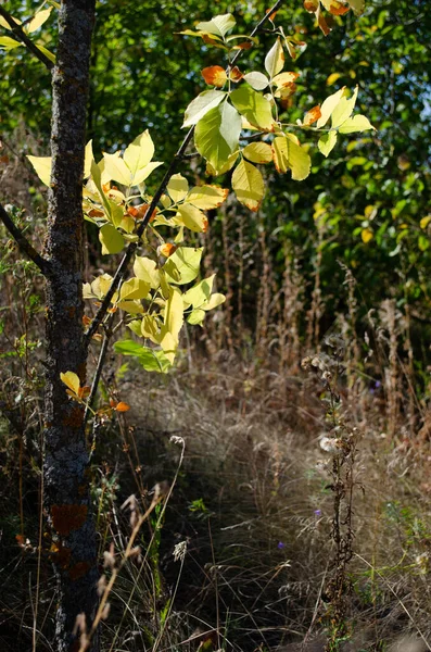Gövdesinde yosun olan bir ağaç ve güneşli havada ayrılıyor..
