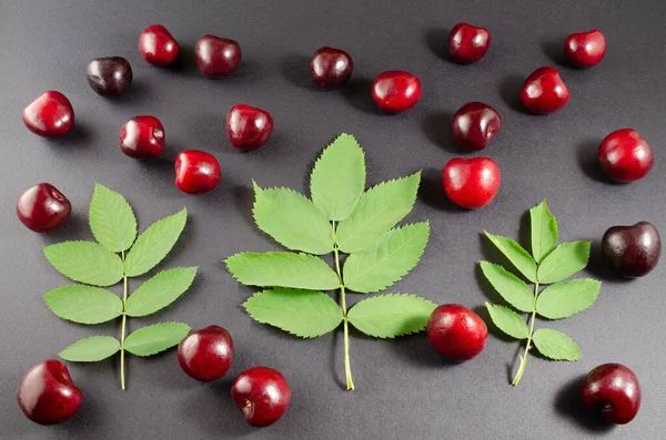 Siyah arka planda yapraklardan dallar olan olgun bir kiraz..