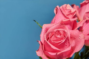 Mavi arka planda çiy damlaları olan pembe güller, kopyalanacak bir yer. Sevgililer Günü konsepti