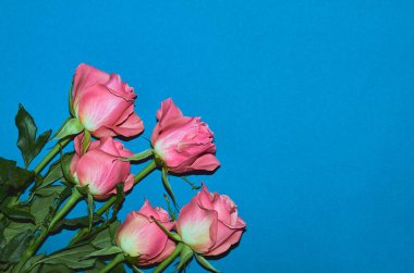 Mavi arka planda pembe güller, kopyalanacak bir yer. Düz yatıyordu. Sevgililer Günü konsepti