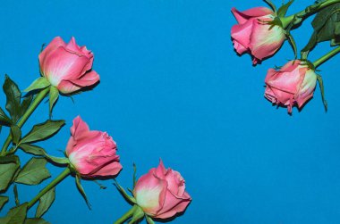 Mavi arka planda pembe güller, kopyalanacak bir yer. Düz yatıyordu. Sevgililer Günü konsepti