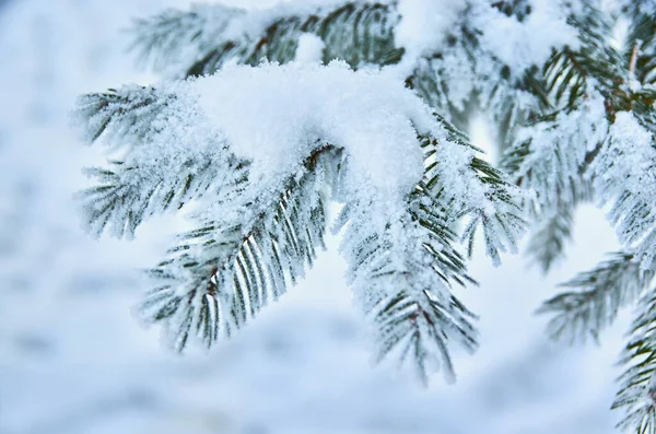 Um ramo natural da árvore de Natal com neve na floresta no inverno, uma vista lateral, um close-up. — Fotografia de Stock