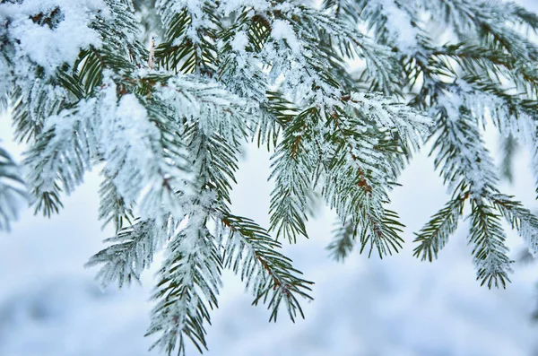 Um ramo natural da árvore de Natal com neve na floresta no inverno, uma vista lateral, um close-up. — Fotografia de Stock