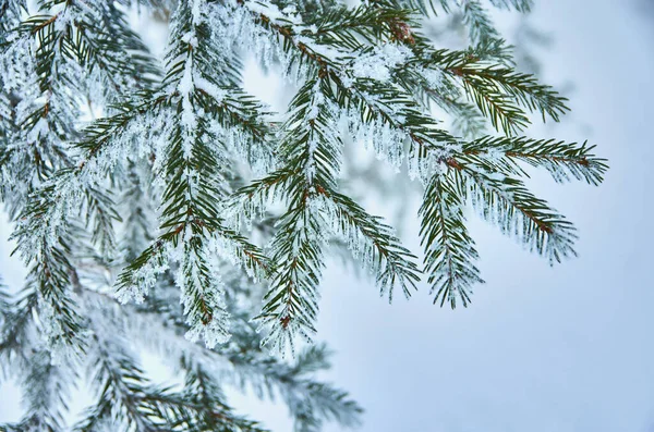Um ramo natural da árvore de Natal com neve na floresta no inverno, uma vista lateral, um close-up. — Fotografia de Stock