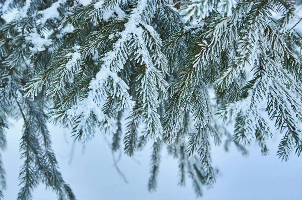 Um ramo natural da árvore de Natal com neve na floresta no inverno, uma vista lateral, um close-up. — Fotografia de Stock
