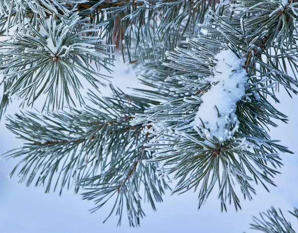 Um ramo natural da árvore de Natal com neve na floresta no inverno, uma vista lateral, um close-up. — Fotografia de Stock