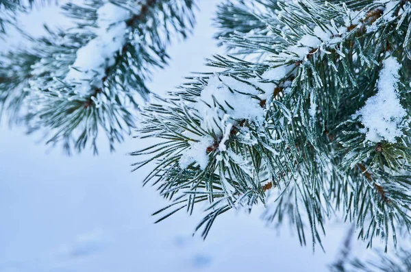 Um ramo natural da árvore de Natal com neve na floresta no inverno, uma vista lateral, um close-up. — Fotografia de Stock