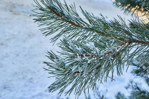 Um ramo natural da árvore de Natal com neve na floresta no inverno, uma vista lateral, um close-up. — Fotografia de Stock