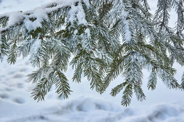 Um ramo natural da árvore de Natal com neve na floresta no inverno, uma vista lateral, um close-up. — Fotografia de Stock