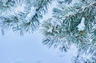 Noel ağacının doğal bir dalı. Kışın ormanda kar var. Yan manzara, yakın çekim..