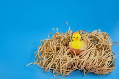 Paskalya geçmişi. Mavi arka planda pipetle yuvadaki mutlu tavuk. Yatay şenlik arka planı. Paskalya konsepti. Kopyalanacak bir yer.