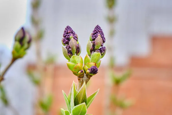 Las primeras hojas y brotes de lila hinchados en la primavera. Brotes de lila se abren a principios de primavera. Un fondo natural. Fondo borroso. Primer plano, fondo horizontal. — Foto de Stock